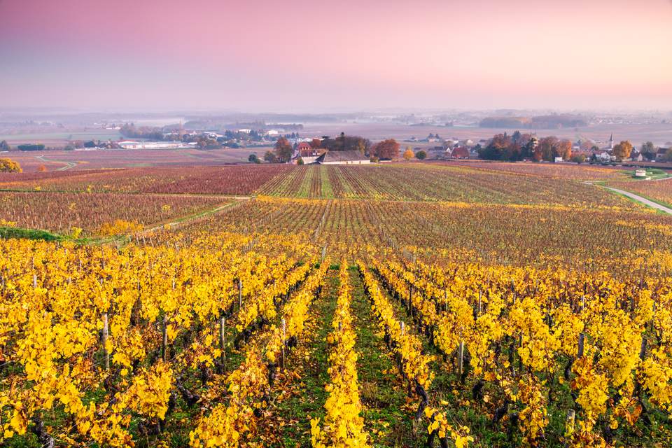 The beautiful vineyards of Burgundy, France